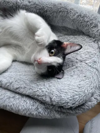 Rue =^.^=