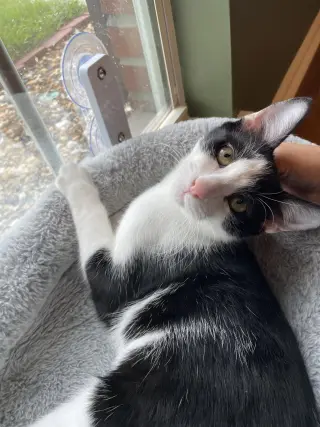 Rue =^.^=