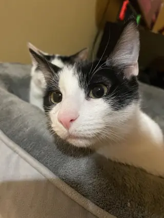 Rue =^.^=