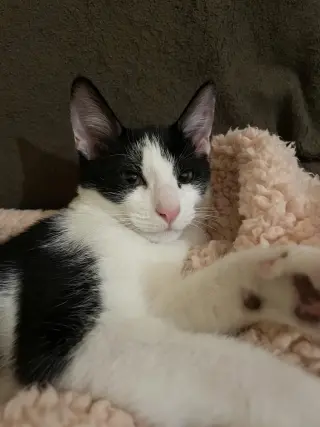 Rue =^.^=