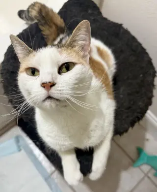 Cupcake