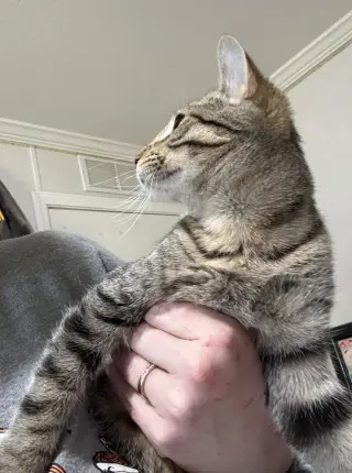 Ambrosia =^.^=