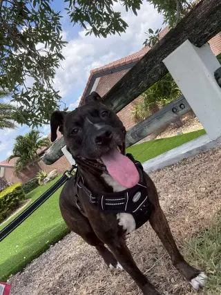 Ollie
