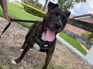 Ollie
