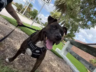 Ollie