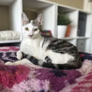 Gilligan =^.^=
