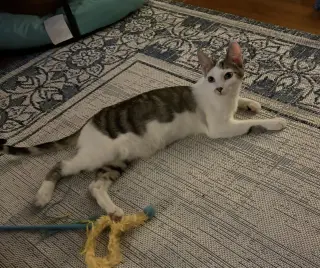 Gilligan =^.^=