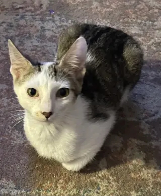 Gilligan =^.^=