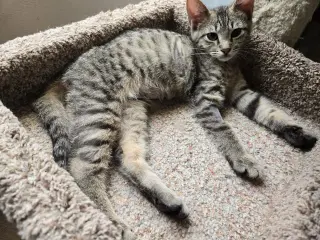 Chevy =^.^=
