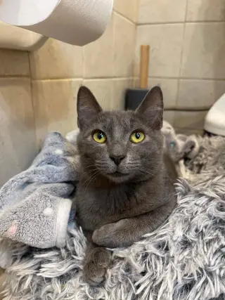 Fuji =^.^=