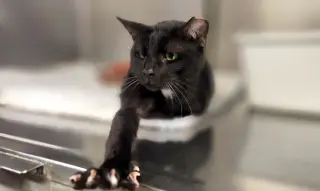 Admiral