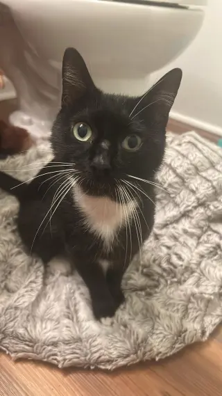 Echo