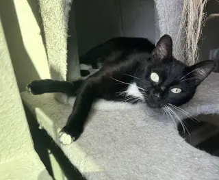 Echo