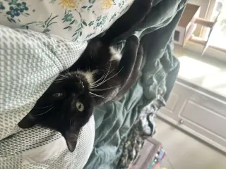 Echo