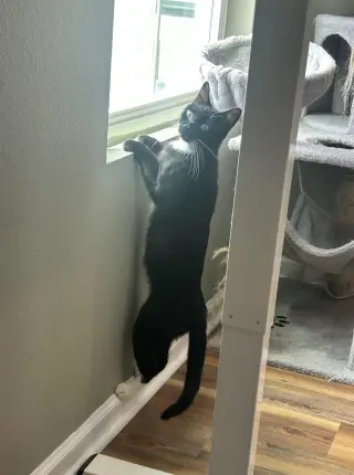 Echo
