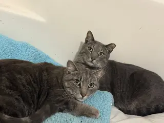 Lloyd & Larry