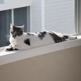 Calypso