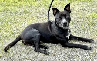 Louie (courtesy post)