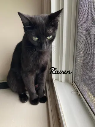 Raven