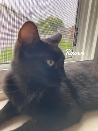Raven