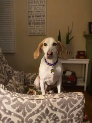 Kacey