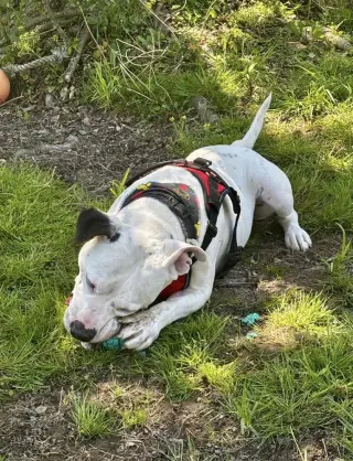 Spike