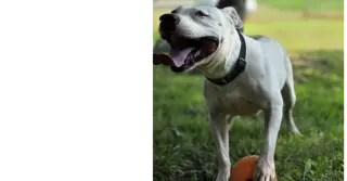 Spike