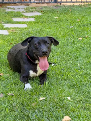 Baxter
