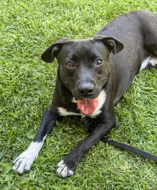 Baxter