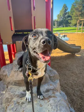 Baxter