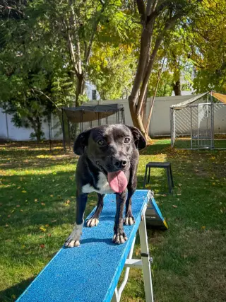 Baxter