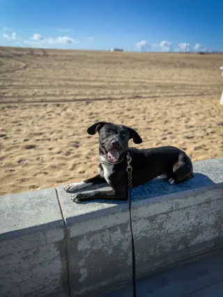 Baxter