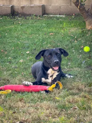 Baxter