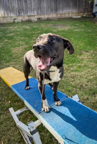 Baxter