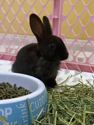 Boo