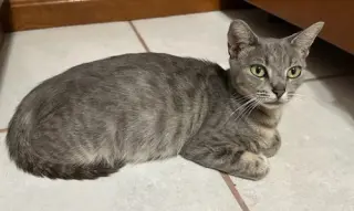 Molly Grace - PetsmartPlantationFosterHome