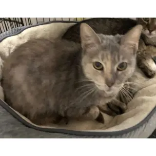 ina