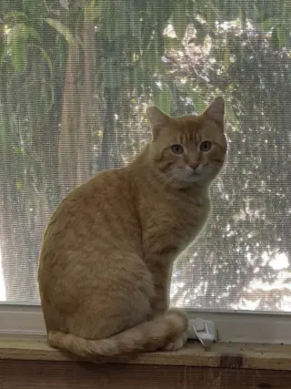 Mango