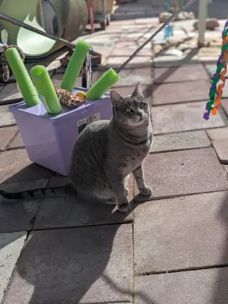 Shadow