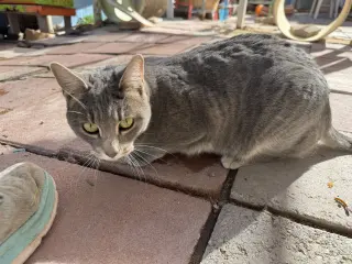 Shadow