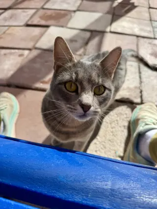 Shadow