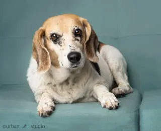Daisy - F