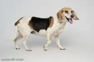 Daisy - F