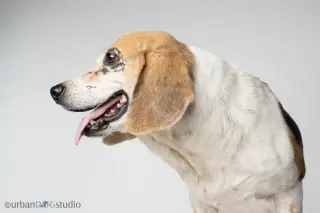 Daisy - F