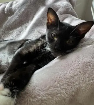 Rosalee