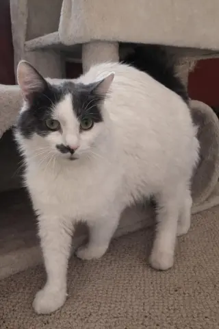 Willow