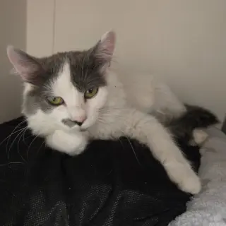 Willow