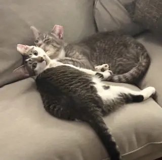 Sweet Cheeks and Toots