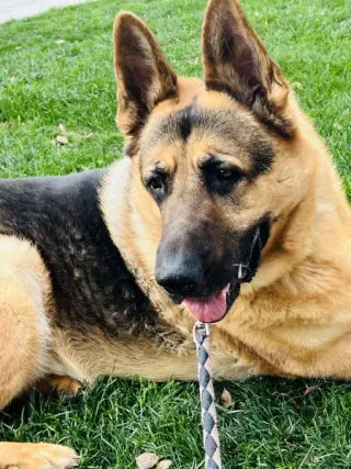 Gus