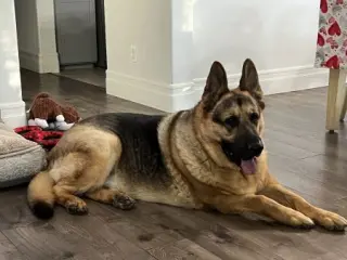 Gus